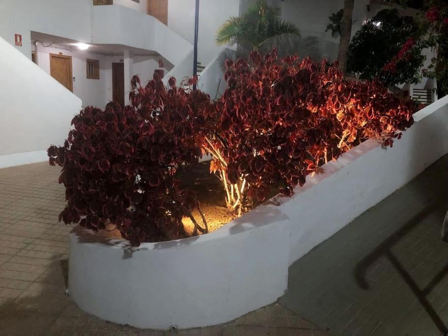 Apartamento Lucia Garden City Con Piscina Climatizada ปลายา ฟัญญาเบ ภายนอก รูปภาพ