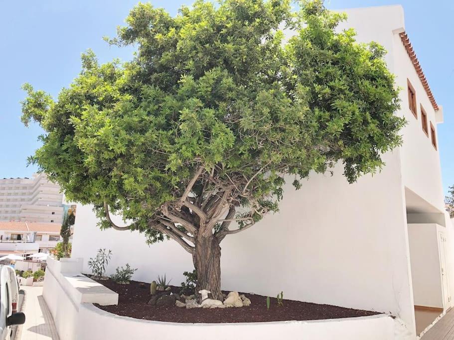 Apartamento Lucia Garden City Con Piscina Climatizada ปลายา ฟัญญาเบ ภายนอก รูปภาพ